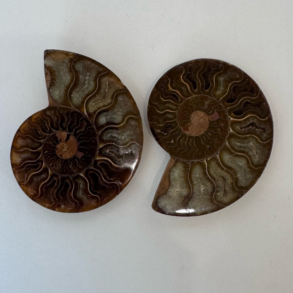 Large Matching Pair of Iridescent Polished Ammonite Fossils from Morocco - Picture 5 of 16